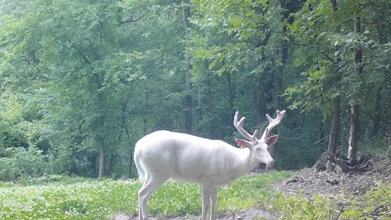 Trail Cams Capture Real Wild Life Photos