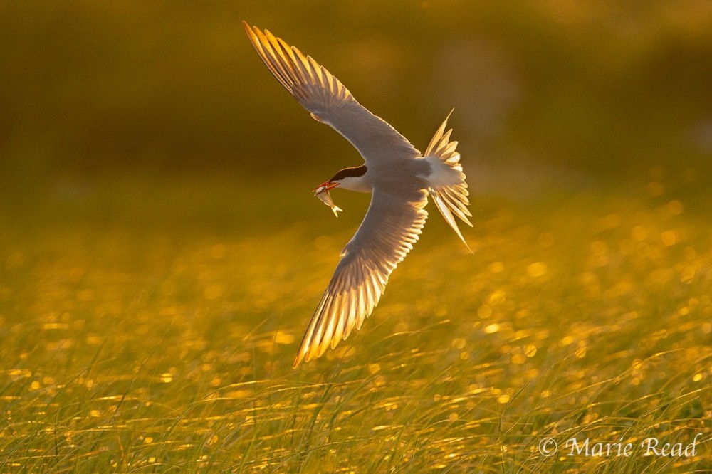 Some cameras now have bird autofocus modes. Do they work?