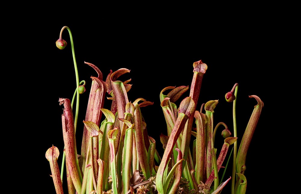 tall red and green pitcher plant