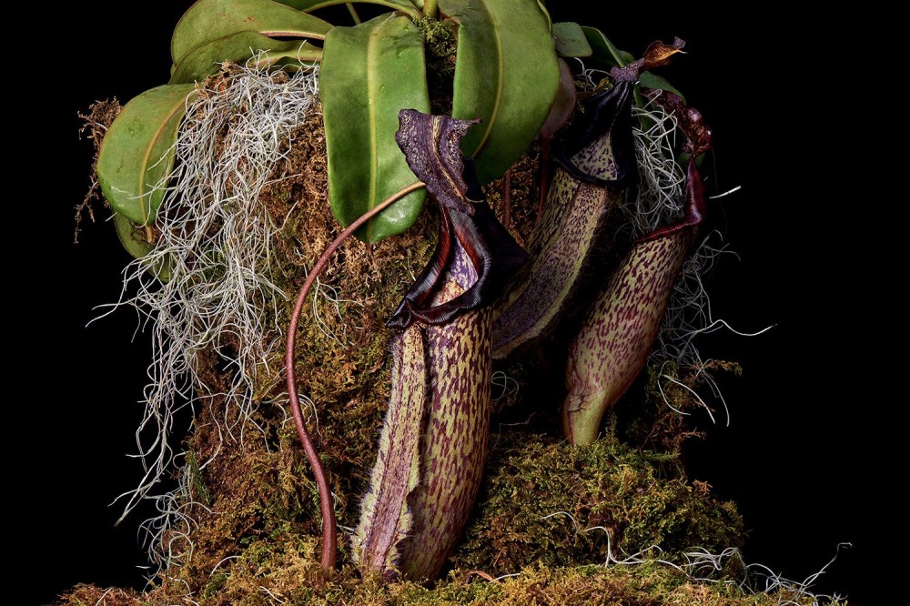 pitcher plant with leaves