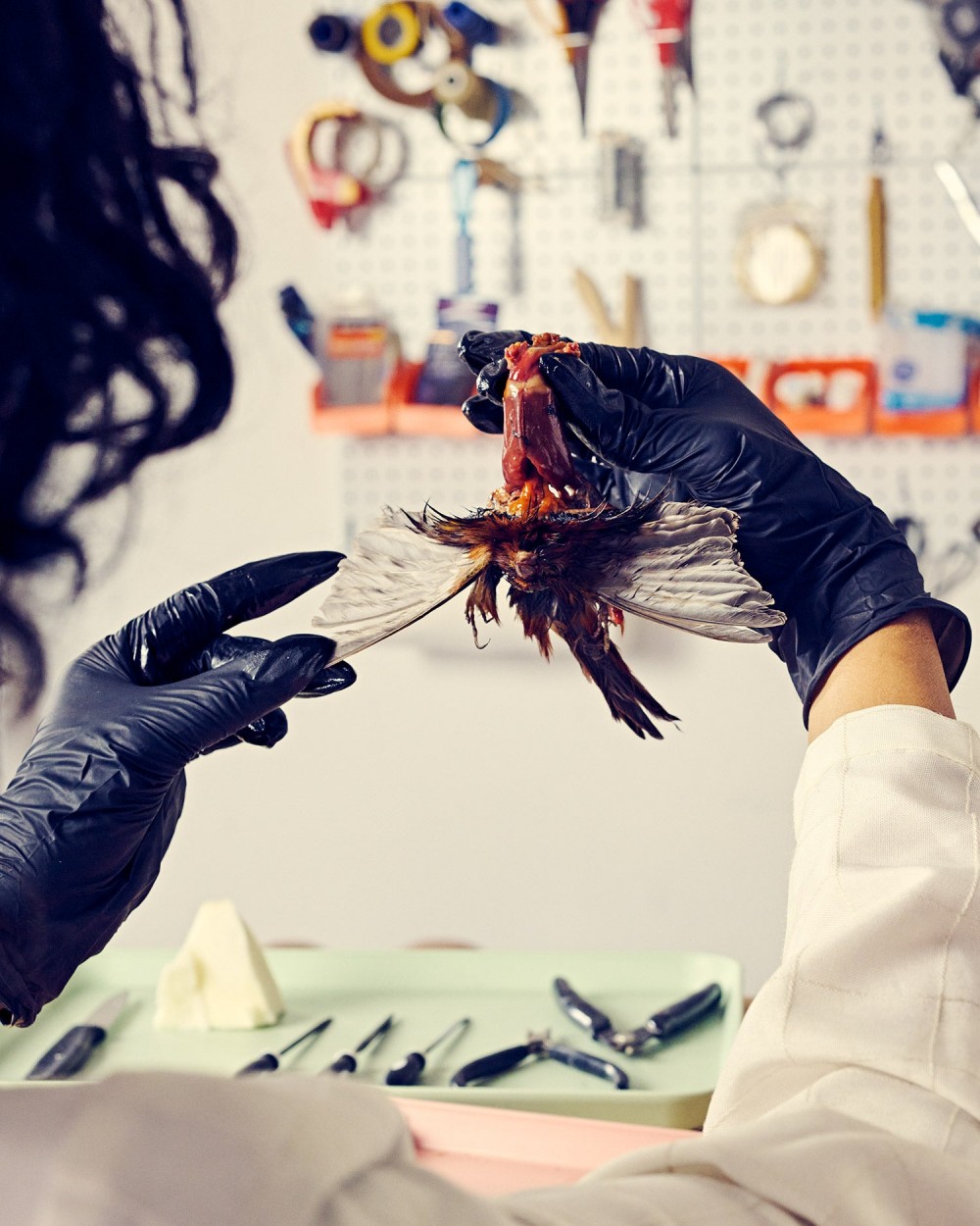 gloved hands hold bird in order to remove its skin and skull; taxidermy tools sit on table and hang on wall