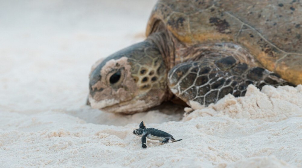 Sea turtle hatchling on beach next to adult sea turtle