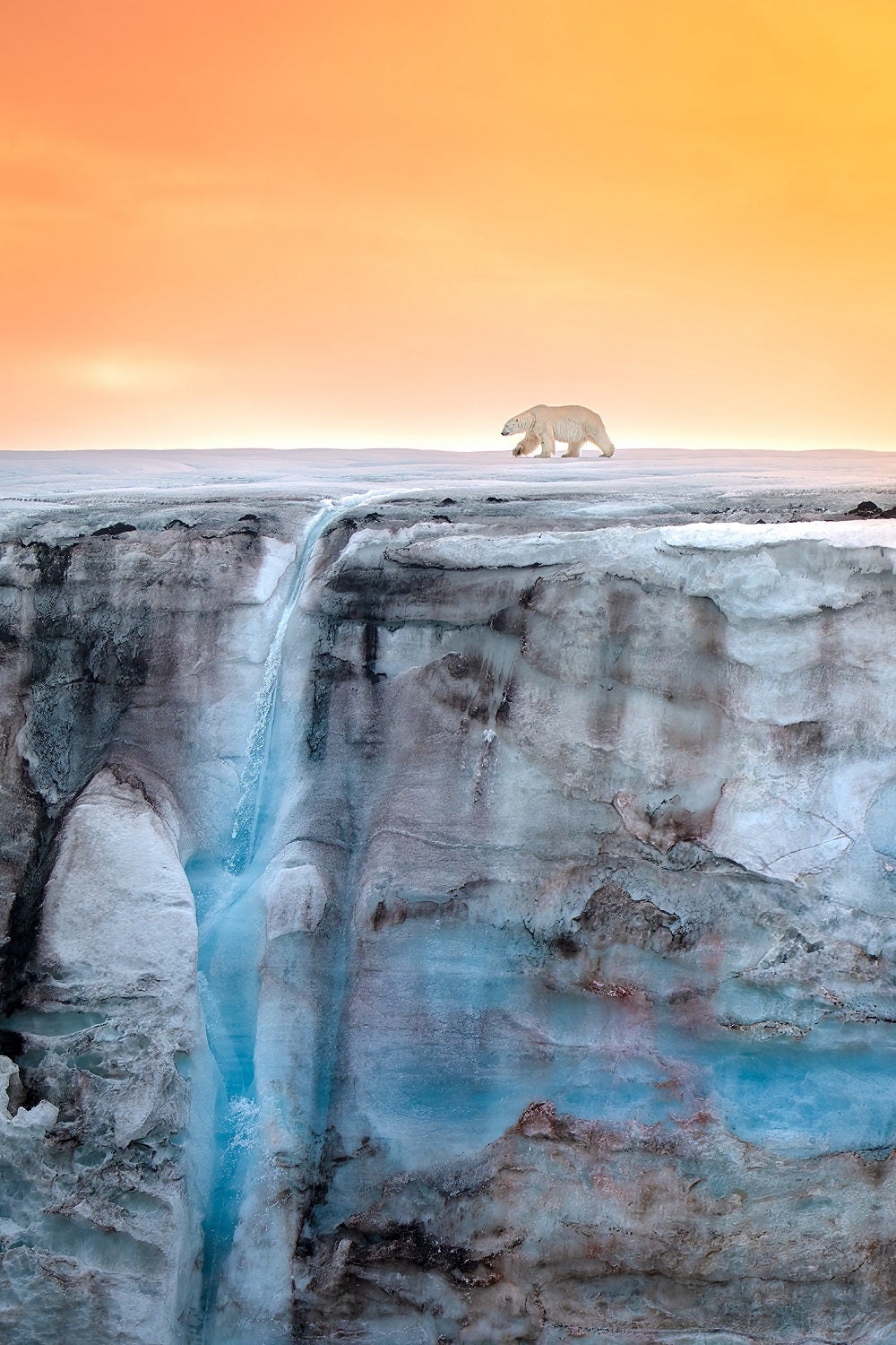 Polar bear walks across Arctic glacier with sunset in background