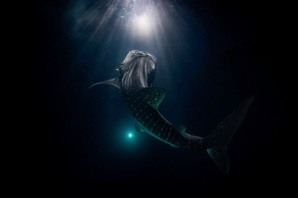 Whale shark swimming toward a light