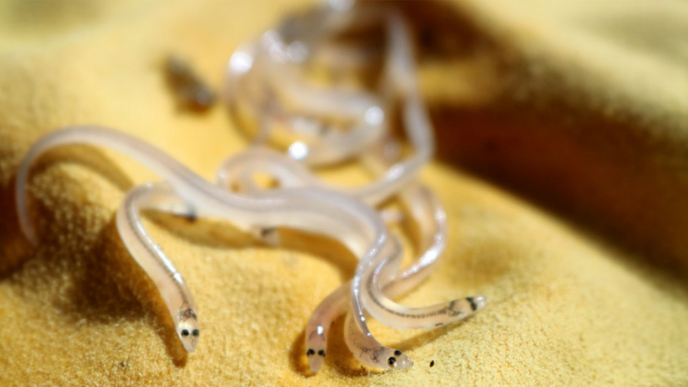 How citizen scientists are protecting ‘glass eels’