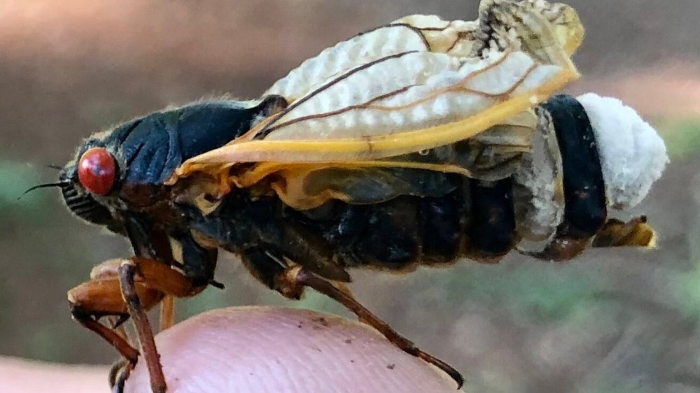 This gnarly fungus makes cicadas hypersexual